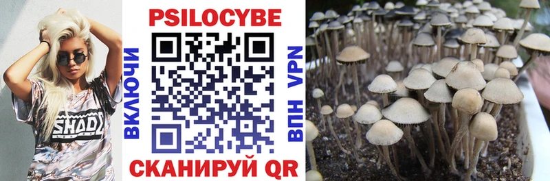 купить наркотики сайты  Нефтегорск  hydra ссылки  Псилоцибиновые грибы Psilocybine cubensis 